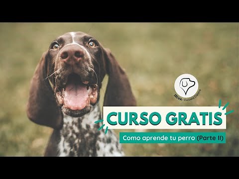 🔥Curso de Adiestramiento Canino GRATIS🔥 ¿Cómo aprende TU PERRO? Parte 2