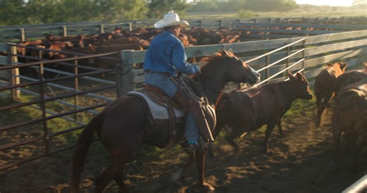 We’re one week away from this year's Return to the Remuda Sale, held at 6666 Ranch This stud prospect offers exceptional value to those seeking a ranch, performance, rope, or breeding horse. A half-brother to our AQHA Junior Versatility World Champion sire CORONEL DEL RANCHO, he is not one to miss. MARSALAS DON DARWIN (Marsala Red x San Gris Girl x Les Glos Coronel) 2021 Sorrel Stallion Hip 49 September 27-28 @ 6666 Ranch, Guthrie TX | King Ranch Quarter Horses