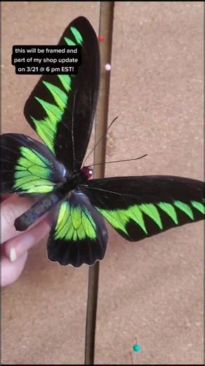 it was an honor to work with such a beautiful species! #YesDayChallenge #entomology #bugtok #butterfly