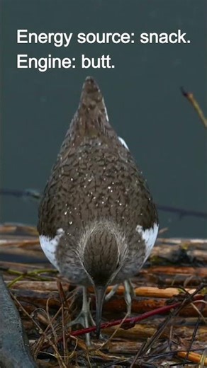 Green Sandpiper Wiggle | Funny Sandpiper “Butt-Powered” Walk 🐦😂 #Sandpiper #sofunny #shorts