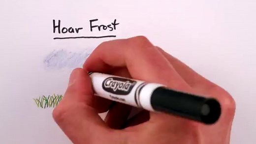 Freezer Burnt Shrimp – What You Should Do