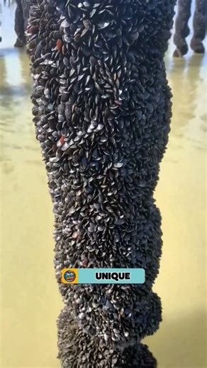 This Genius Way to Grow Sea Shells Will Blow Your Mind!