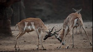 Two Blackbuck Male Antelopes Fighting With Their Long And Ringed Horns. - close up