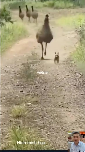 Chó rượt đà điểu và cái kết #shortvideo #dongvat #animals #thegioidongvat #short #vui #thucung