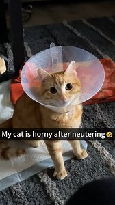 Cats can talk. #cats #cat #funnycats #animallover #funnyanimals #pet | Cats Fun