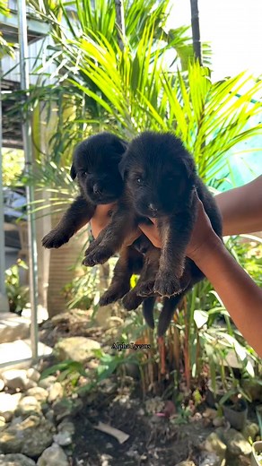 3.4K views · 28 reactions | Black & tan 﫰 #germanshepherddog #gsd #puppy #LalaTheGiantLitters #AlphaLycans | Alpha Lycans | Facebook