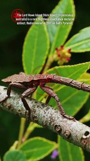 Lord Howe Island Stick Insect - Rediscovered Species #Insect