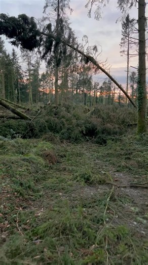 Severe STORM Destroys my Local Forest 😮🌧️ Storm takes over #northernireland #storm