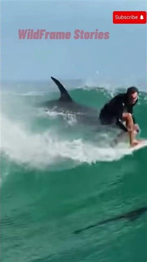 A shark is chasing a man who is surfing! #shark