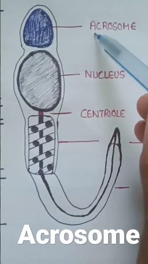 function of Acrosome in sperm | location of Acrosome | Acrosome location and function