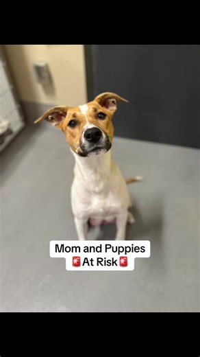 #momdog #puppies #fyp #adoptme #rescuedog
