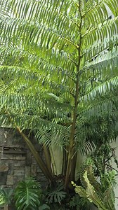 Giant fern | Simply David & Jen