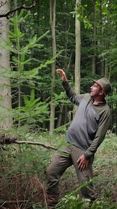 193 reactions · 43 shares | How can we work out the age of a young conifer?  Follow in the footsteps of The Natural Navigator and take a moment to look out for this clue on your next forest adventure. forestryeng.land/forest-moments #MyForestMoment | Forestry England | Facebook