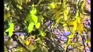 KCBS-TV 2 LA Sign off 1980s