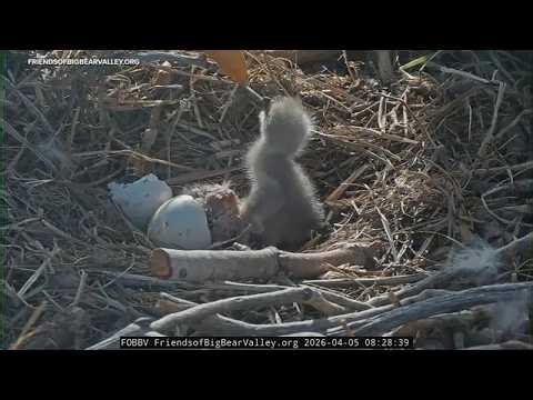 Big Bear bald eagles Jackie and Shadow welcome pair of eaglets