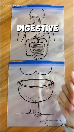 The process of Digestion and Excretion, explained through diagram