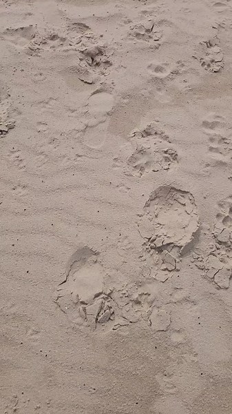 veteran to chat (@shana2276)’s videos with Braveheart - Rory Flynn