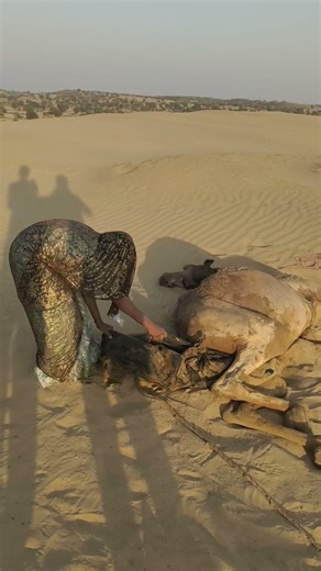 حادثة مثيرة مع الماء المحصور تحت الجمل مثال على شجاعة المرأة!