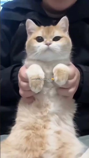 DCD DANCE CAT DANCE #hillariouscats #cats #lovelypets #dancingcats