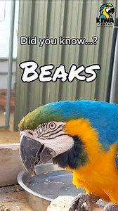 🦜 Let’s talk about parrot beaks! #Repost for #WorldParrotDay Did you know beaks are more than just a nut crusher, a parrot’s beak is a multitool—perfect for climbing, exploring, and even communicating! From cracking the toughest nuts to carefully preening their feathers, their beaks do it all. Watch and learn why these incredible tools are essential for their daily lives! 💪 | World Parrot Trust