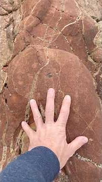 Xenolith in a Neptunean Dyke