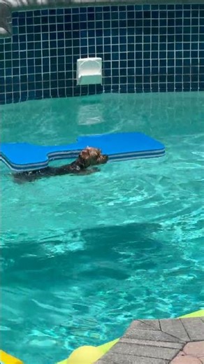 Snoop vs the iguana Part 2