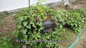 58K views · 698 reactions | ເຊີນຊົມວິທີການປູກມັນດ້າງໃສ່ຢາງລົດເກົ່າ....