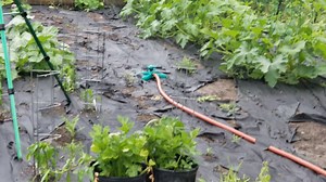 Watch Perfect on Amazon Live