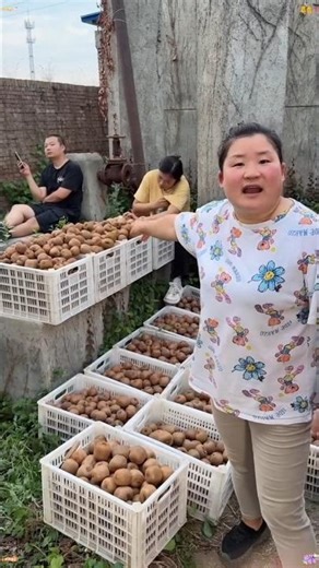 “Farmers Sorting Fresh Walnuts Outdoors”🥝🥝16 December 2025