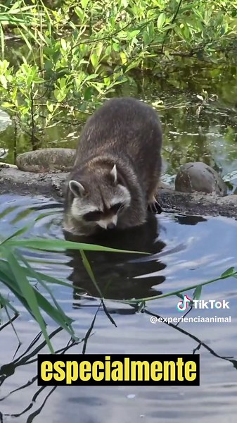 experienciaanimal on TikTok