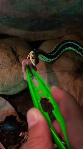Garter snake feeding