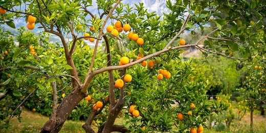 These Fast-Growing Fruit Trees Are Surprisingly Easy to Nurture