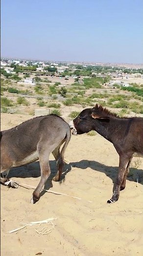 Donkey's Wild Journey in the Jungle #success