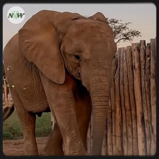 A touching breakfast shared between an albino elephant and its caregiver—[Full story in 𝗰𝗼𝗺𝗺𝗲𝗻𝘁]👇 | I Love Elephants