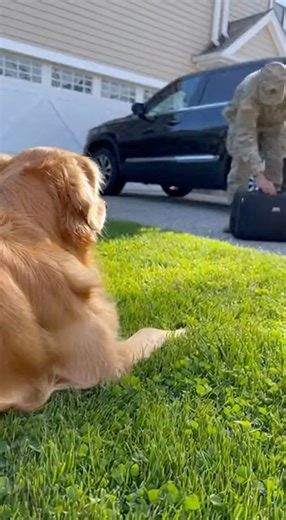 Best Surprise Ever: Soldier Returns Home and Dog Loses Control