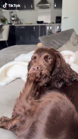 Dog Gets Stung by Nettle: Funny Paw-Chewing Moment