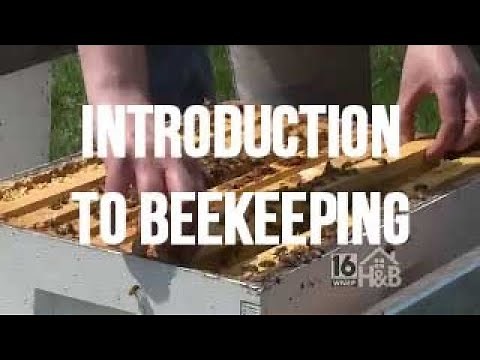 Introduction to Beekeeping | Mann Lake Ltd.