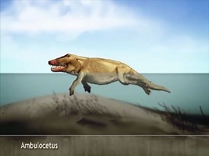 5毛钱特效展示鲸鱼的进化过程！