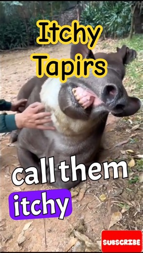 Funny Tapir Facts You’ll Love