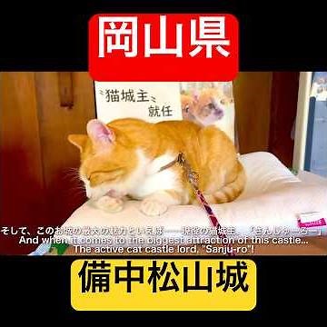 【天空の城】猫が城主！？現存十二天守で唯一の山城「備中松山城」の絶景と魅力を徹底解説！