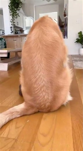 A Dog 😎, a Chicken 🐔, and a Robot Vacuum 🤖… What?!