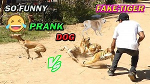 1M views · 10K reactions | 2Fake Tiger prank and can not stop laugh in 2021 | JingPrank | Facebook