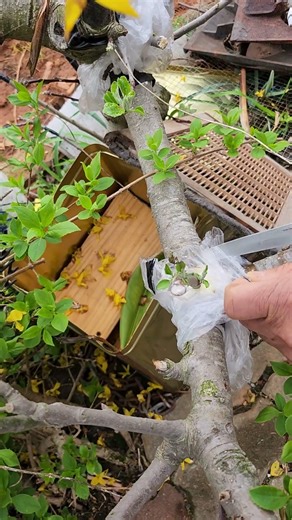 사과접목성공.구독.좋아요.알림