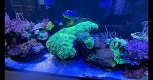 In this episode of our series, Mr. Saltwater Tank - Raw, Uncut, and First Impressions (RUF), Mark will check out the Geo's Reef Algae Reactors. Join us as we share how these Algae Reactors are a space saving, effective solution to nutrient exporting. We'll show you how the external LED bar promotes algae growth and how and when to service the reactor for optional use. We'll also share what kind of nutrient export can be expected. | SaltwaterAquarium.com