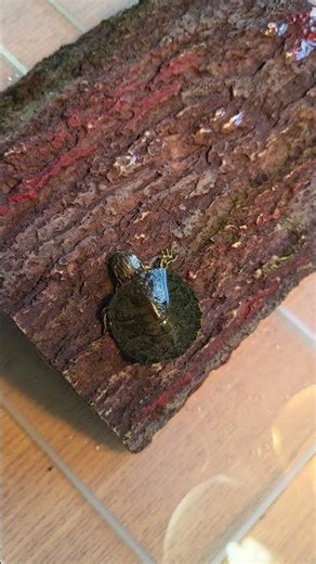 I love my new turtle #turtle