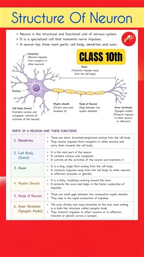 Structure of Neuron | CLASS 10
