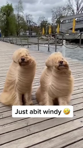 Wind was CRAZY this week ‼️😭 #blownaway #windy #funnydogs #dogsbeingfunny #dogsbeingdogs #dogsinthewind #heavywind #heavywinds #windycity