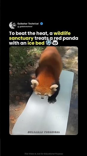 Red Panda Chilling on Ice Bed | Cutest Wildlife Moment Ever 🐼❄️🔥