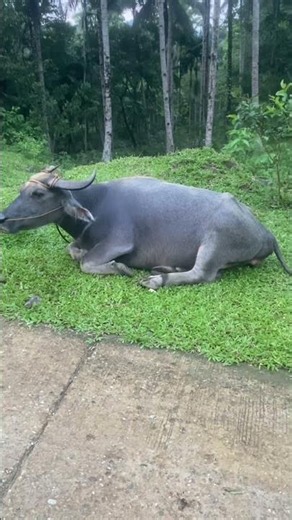 A Peaceful Moment: Carabao Enjoying Its Rest