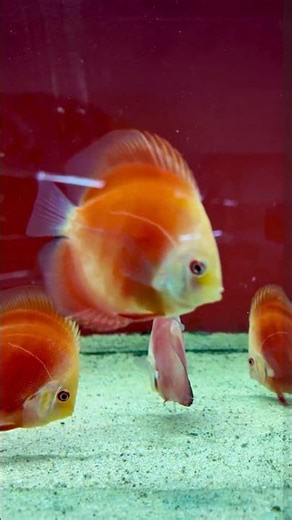 Elegant Red Melon Discus 🐠 4K Aquarium ASMR
